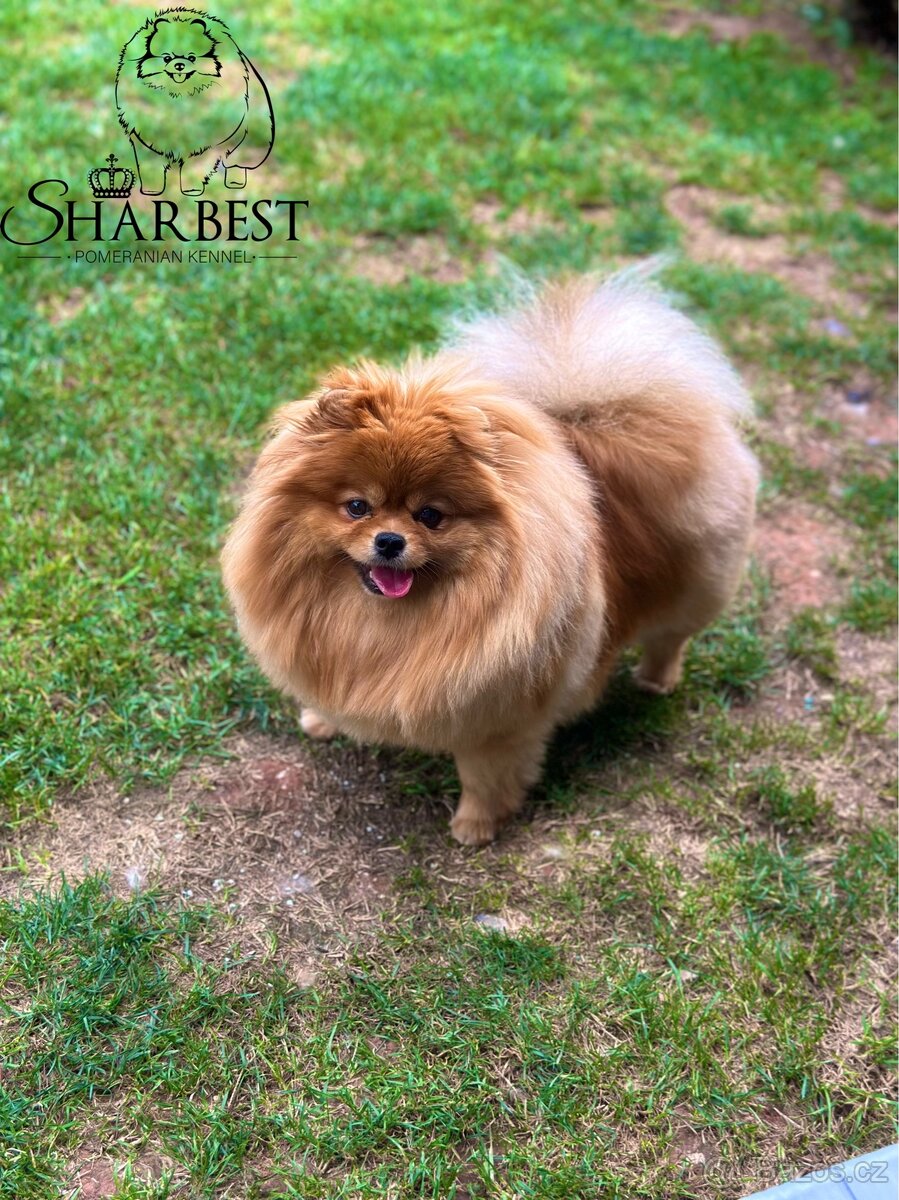 Pomeranian S PP FCI, štěňátka k rezervaci - 5