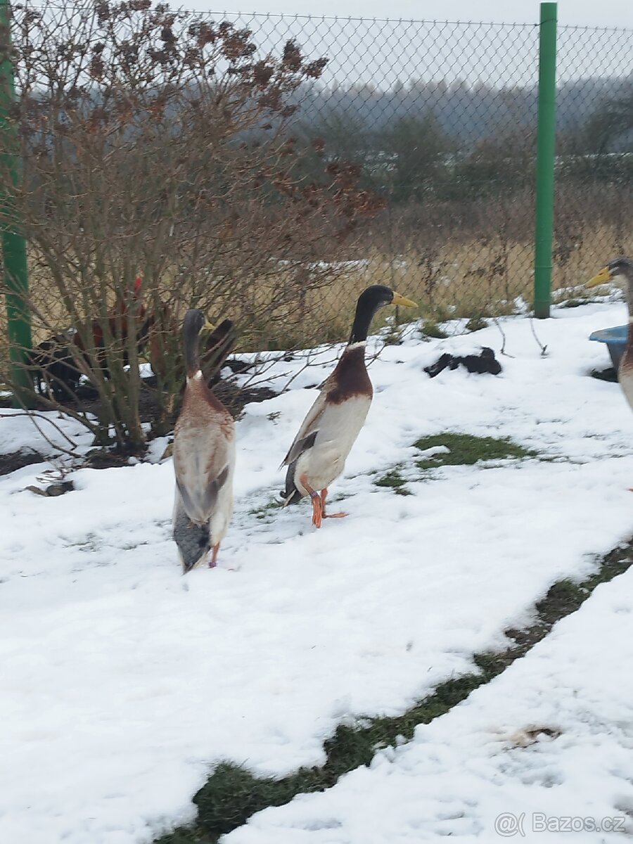 Indický běžec - 5