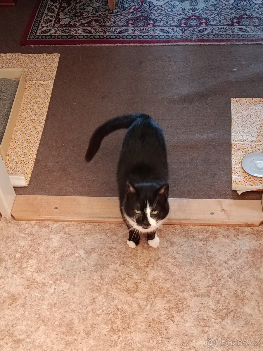 Kocour "Jin a Jang" - 5