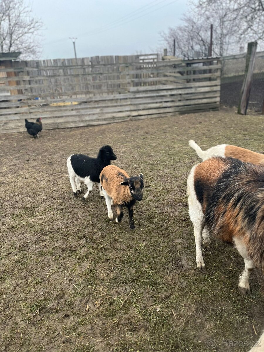 Ovce Kamerunská - jehňátka - 5