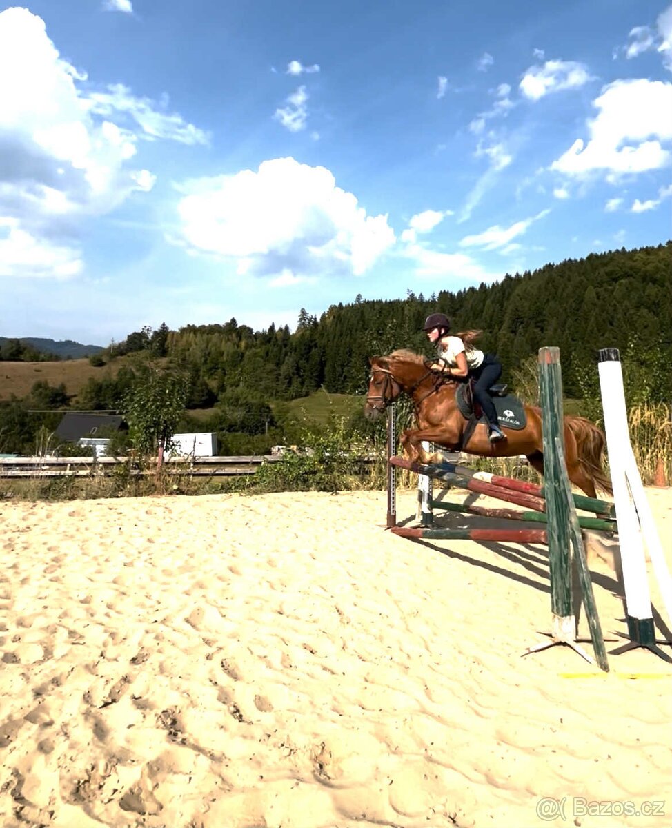 Talentovaný Valach Welsch part-Bred 133cm - 5