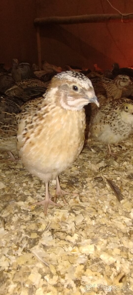 Křepelka japonská - 5