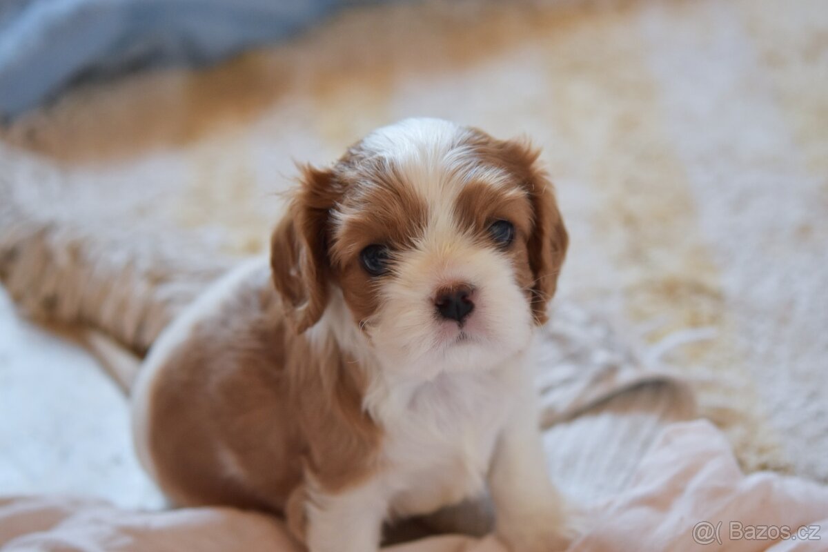 Šteniatka Cavalier King Charles Spaniel - 5