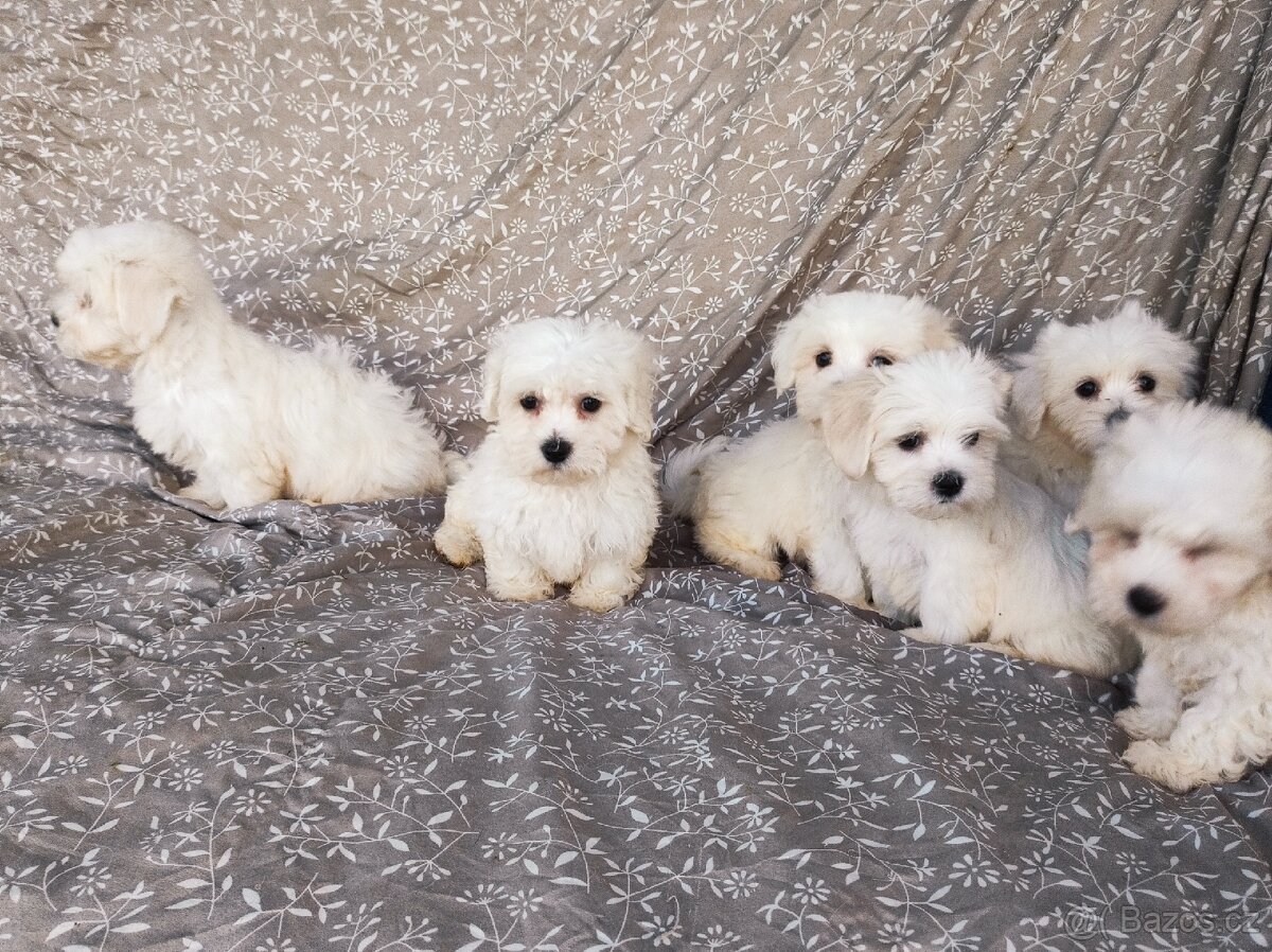 Maltézský psík - 5