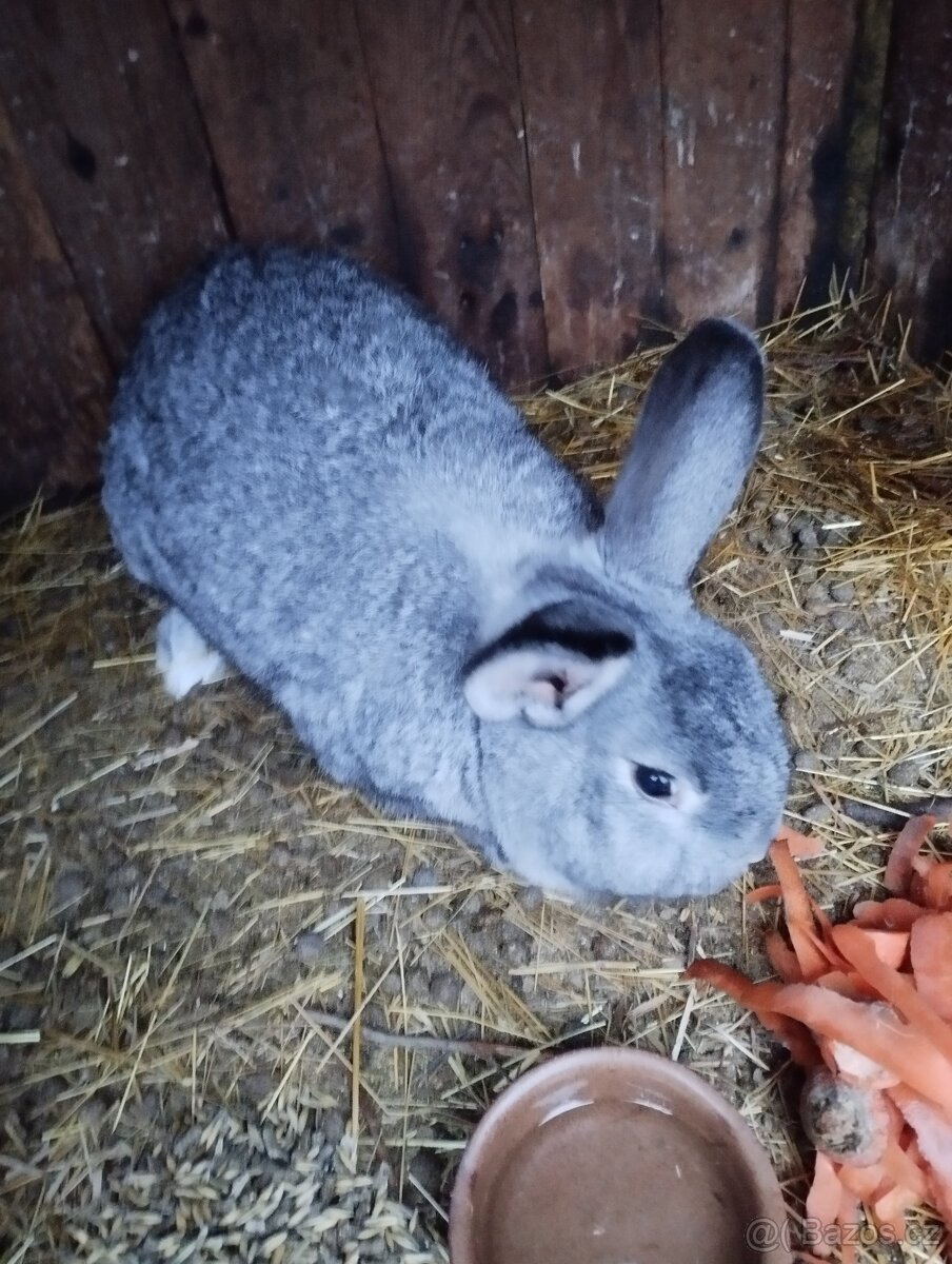 Prodám králíky.. - 5