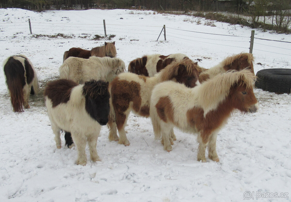Shetland pony mini - 5