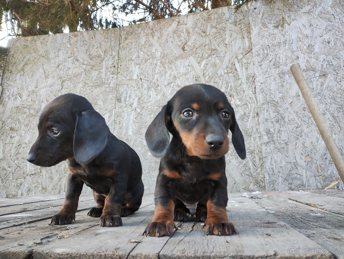 Jezevčík trpasličí - 5