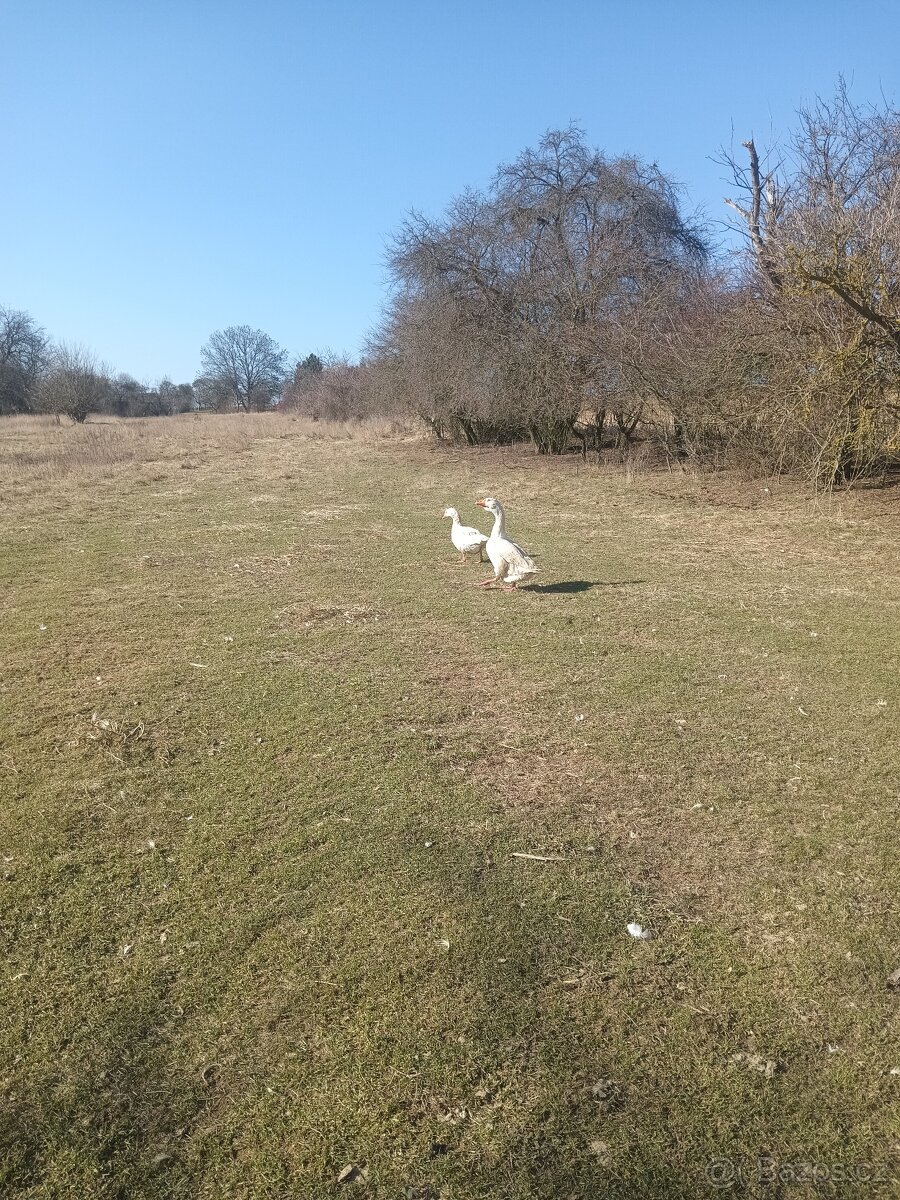 Chovný kmen hus - 5