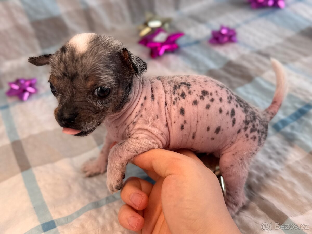 Hairless čivava - naháč - 5