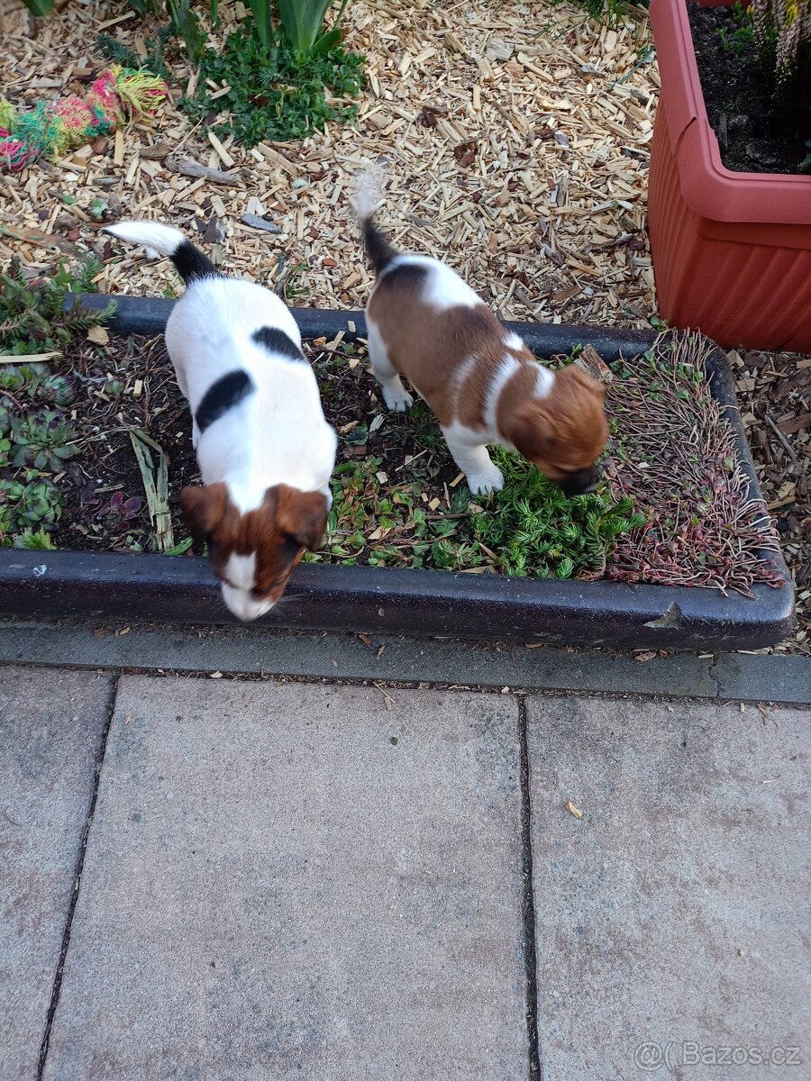 Jack Russel terier - 5
