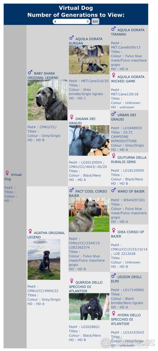 Pes Cane Corso s PP 9 týdnů - 5