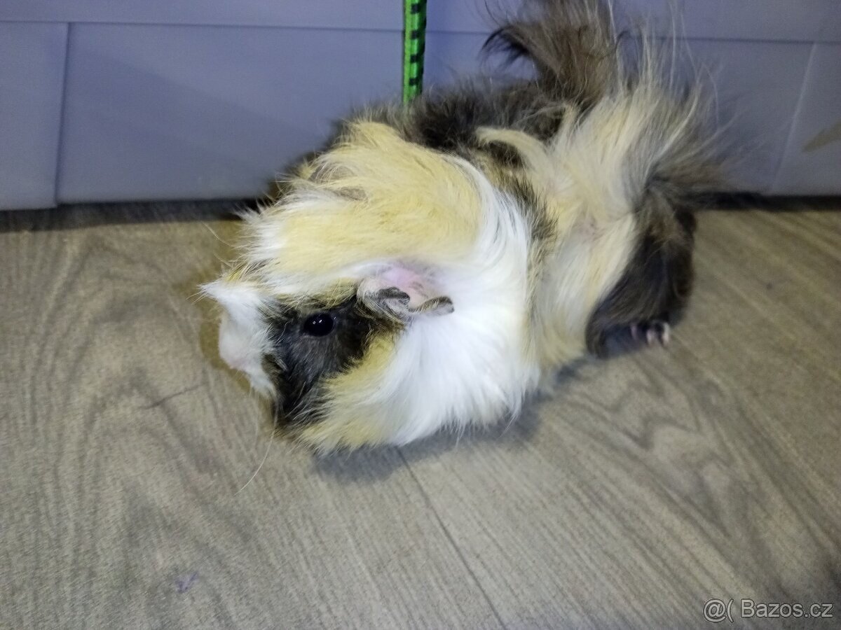 Morčata - samečci. Celý černý po CUY samci. - 5