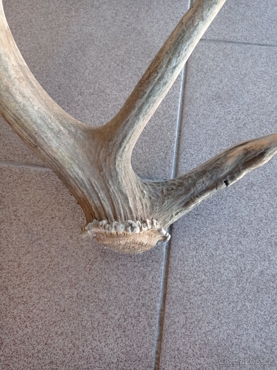 Jelení paroží - 5