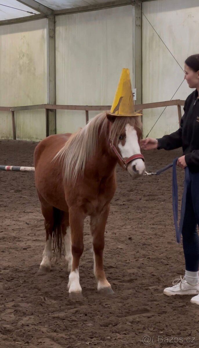 WELSH MOUNTAIN PONY PRO DĚTI - 5