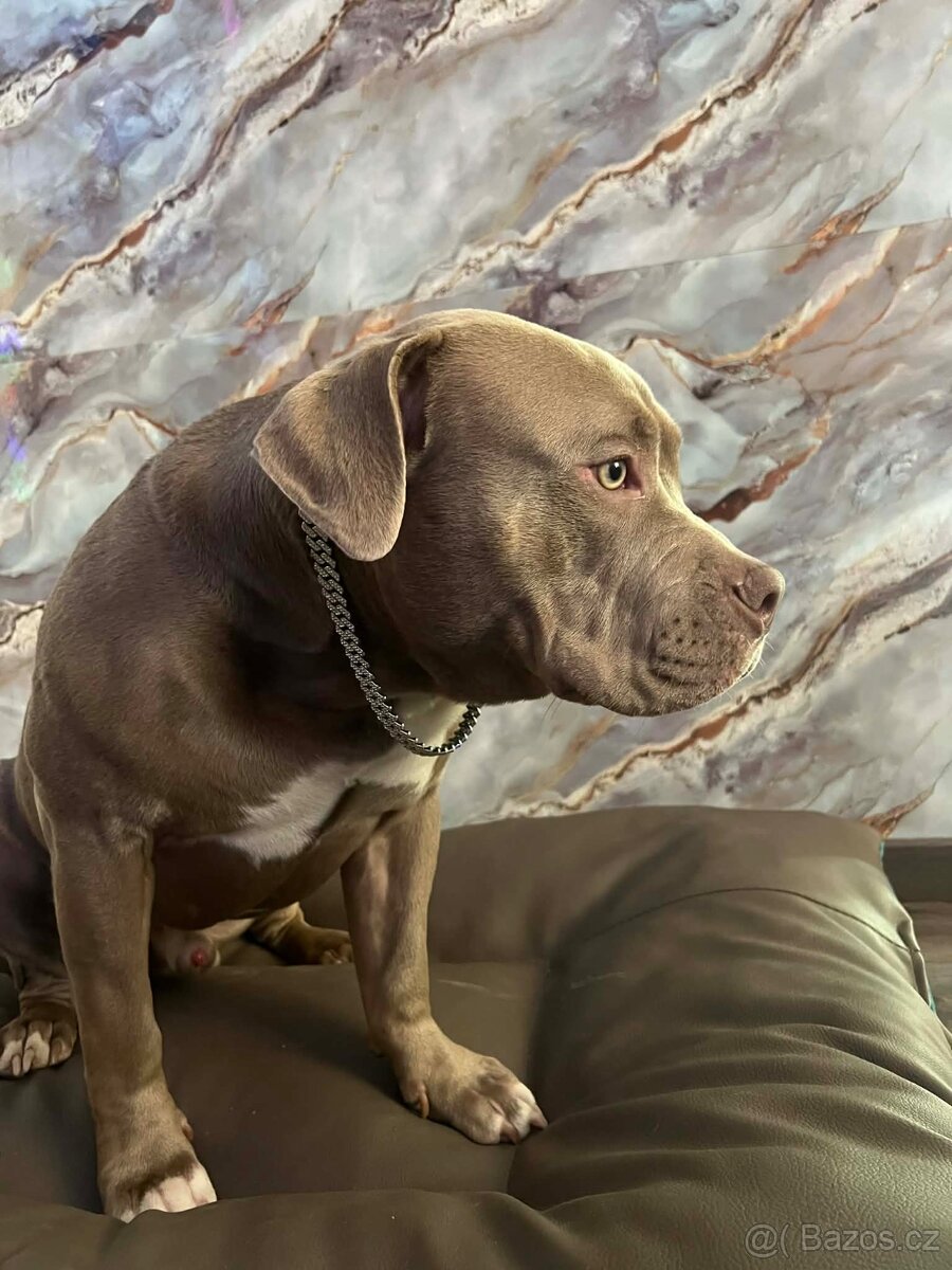 American bully pocket - 5