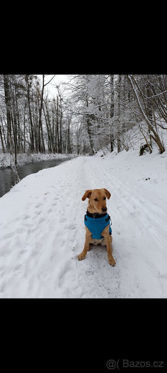 Obleček pro psa - 5