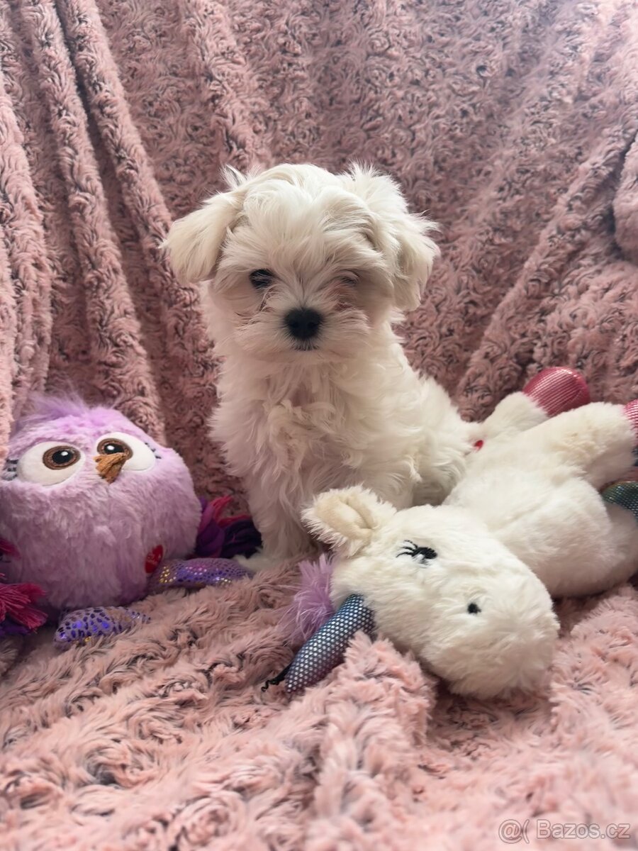 Maltézský psík s PP - 5