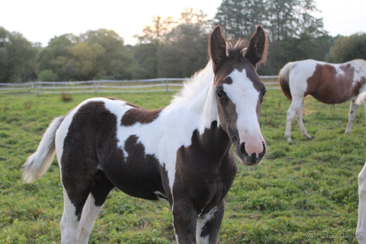 Paint Horse klisna po Cat Prints - 5