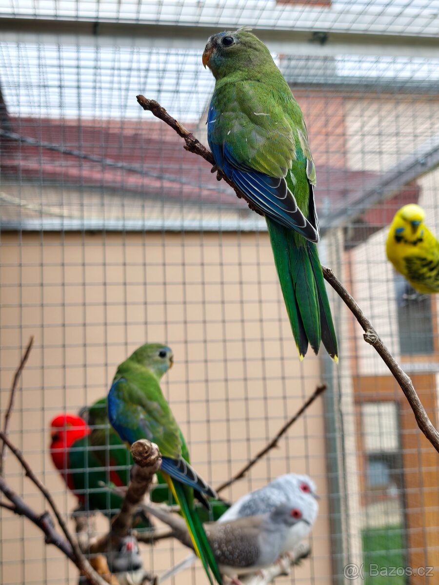 Prodám neofémy - 5