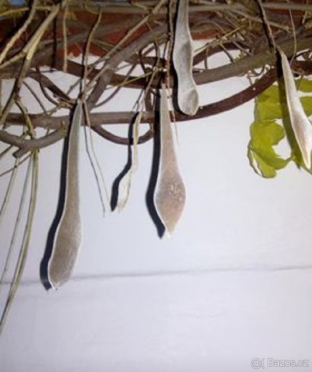 Semena vistárie a katalpy + stromky + vodní rostliny - 5