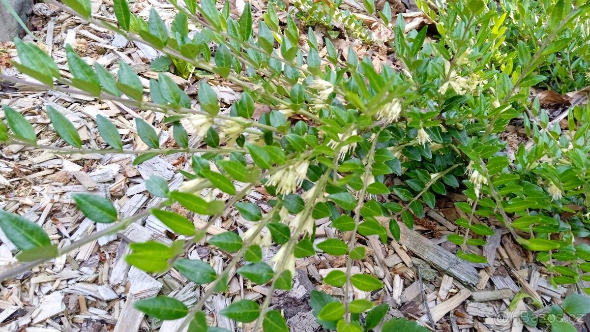 Sazenice zimolez lesklý - 5