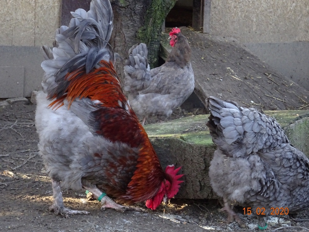 Maranska 🥚🐣 (násadová vejce i kuřátka) - 5