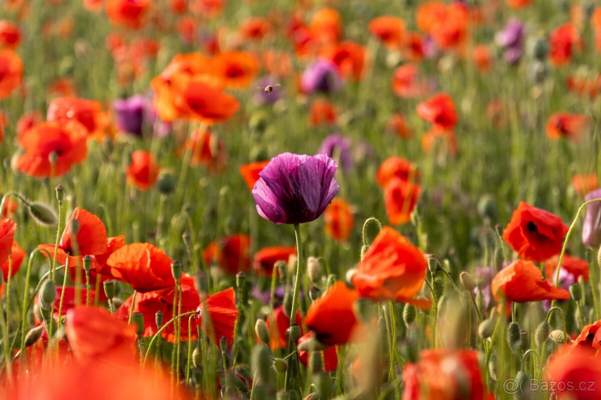 fuji x tamron 17-70 f2.8 Di III-A VC RXD - 5