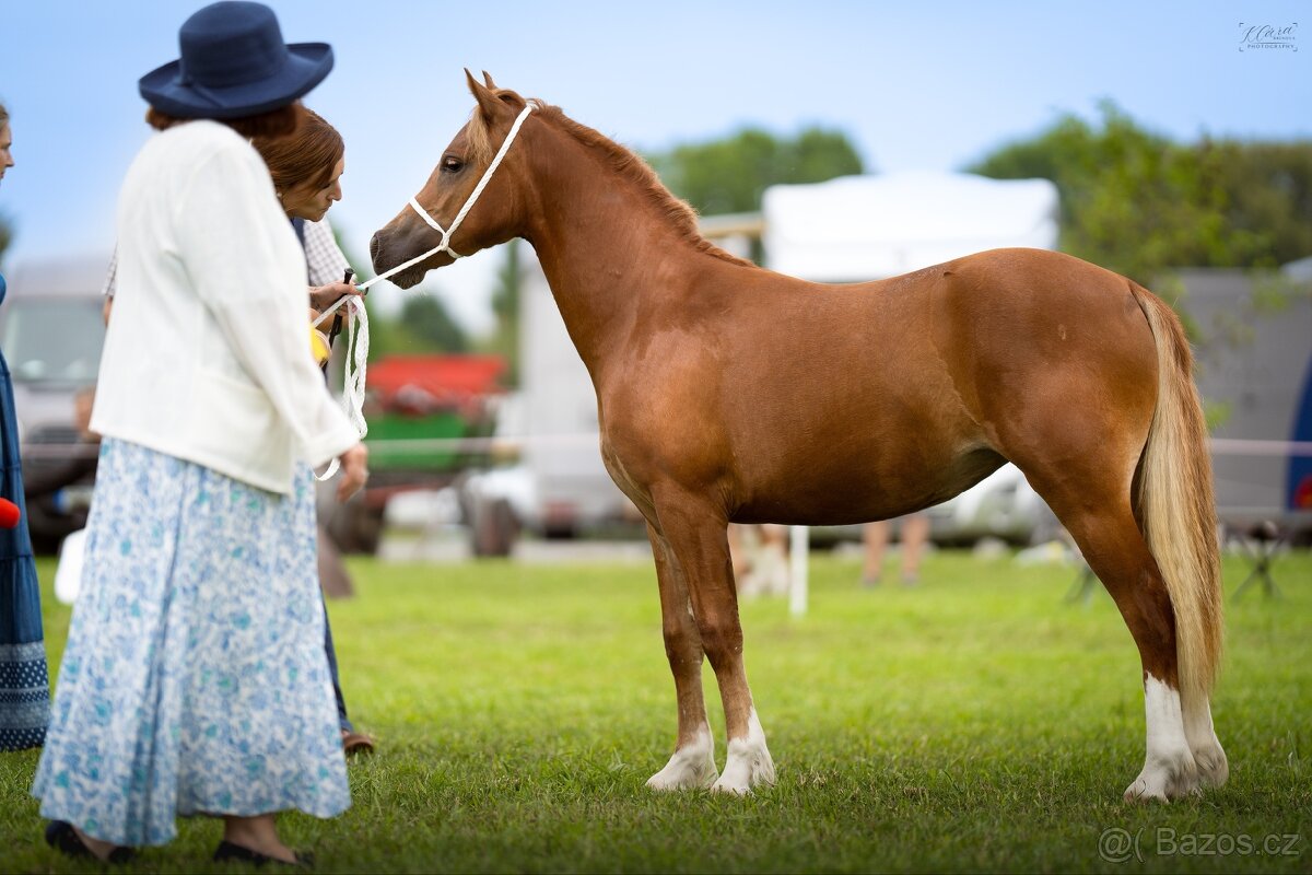 Klisna Welsh pony of cob type - 5