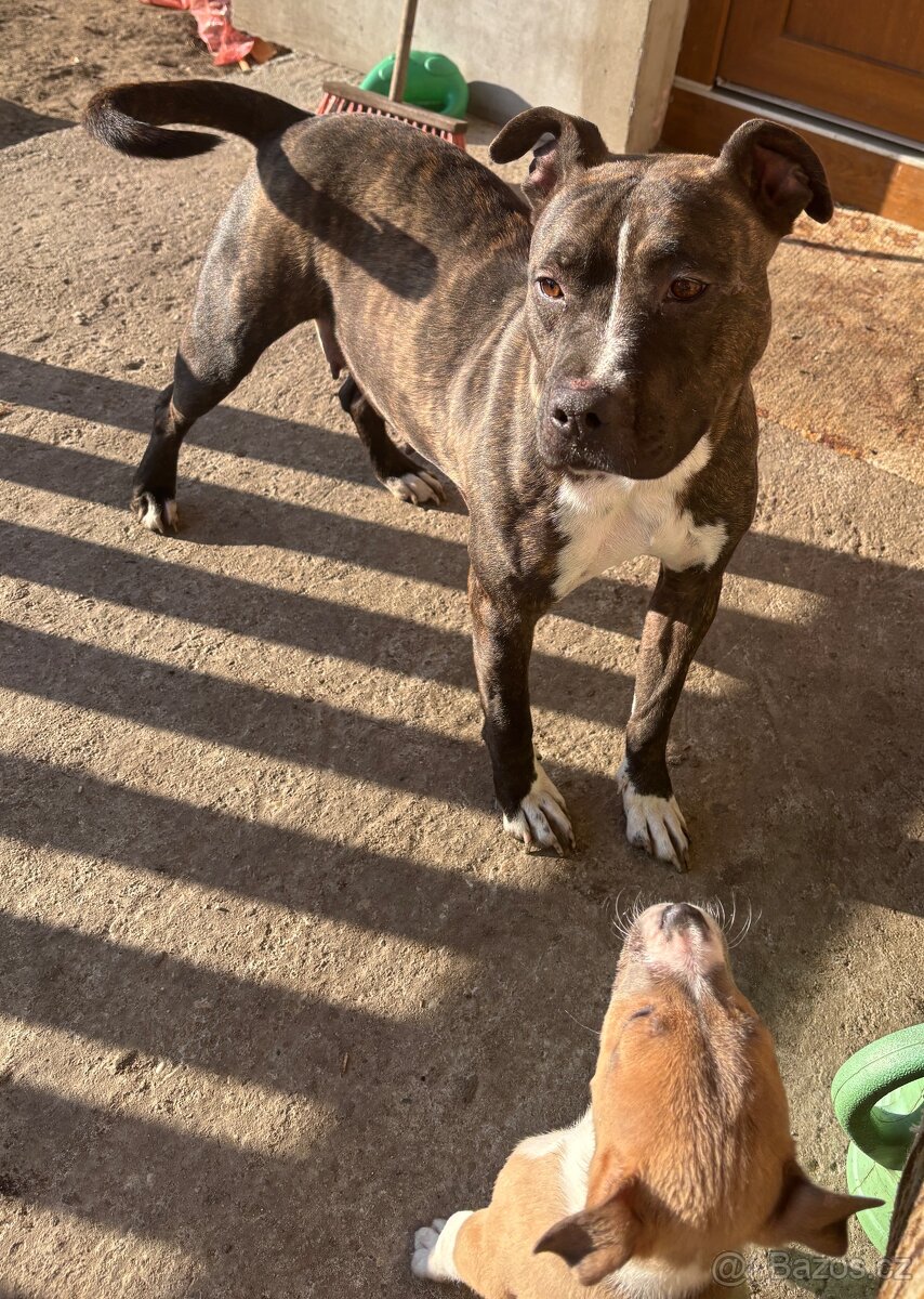 Americký stafordsirsky terier, Stafford, amstaf - 5