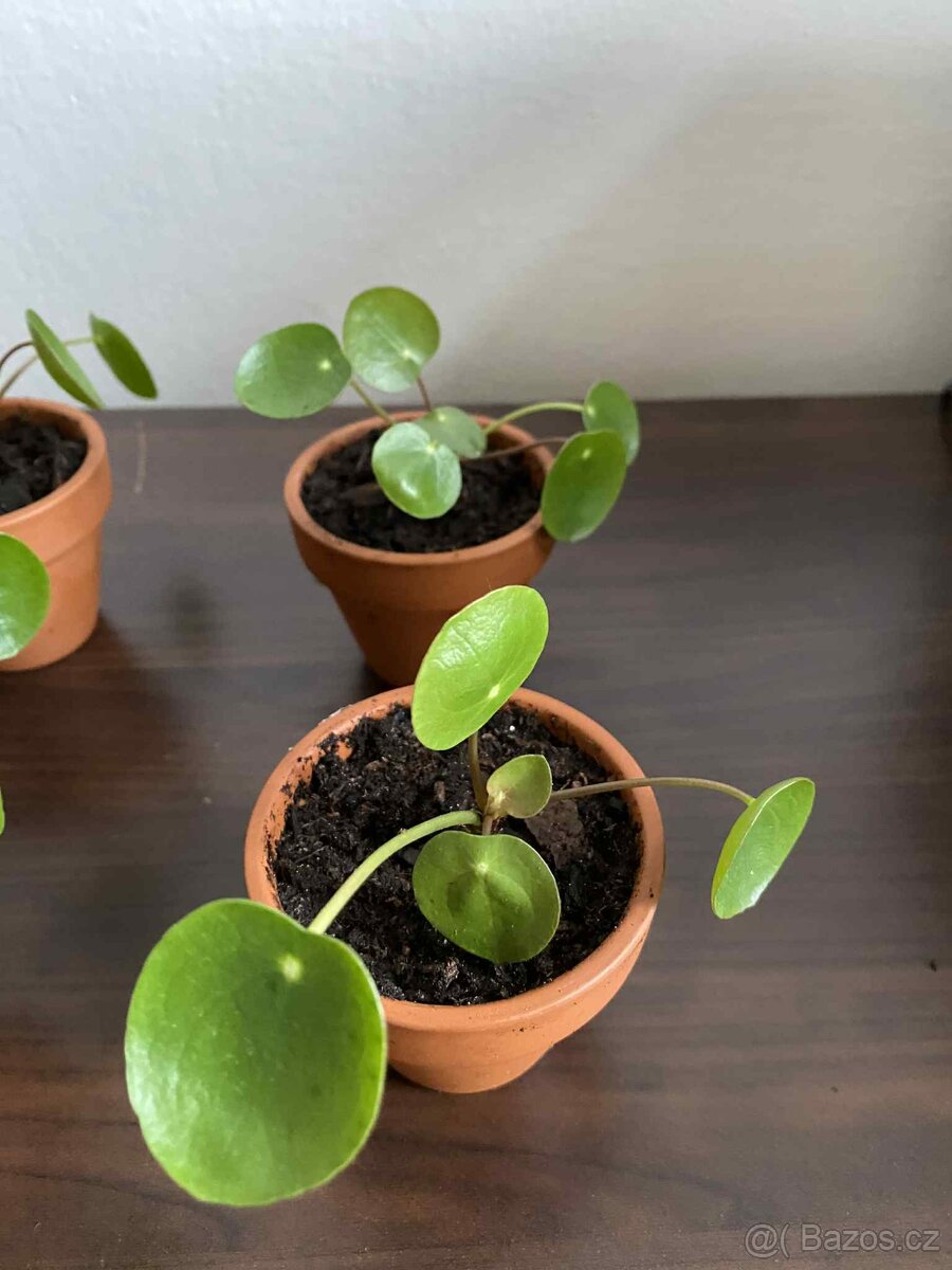 Pilea peperomioides - 5