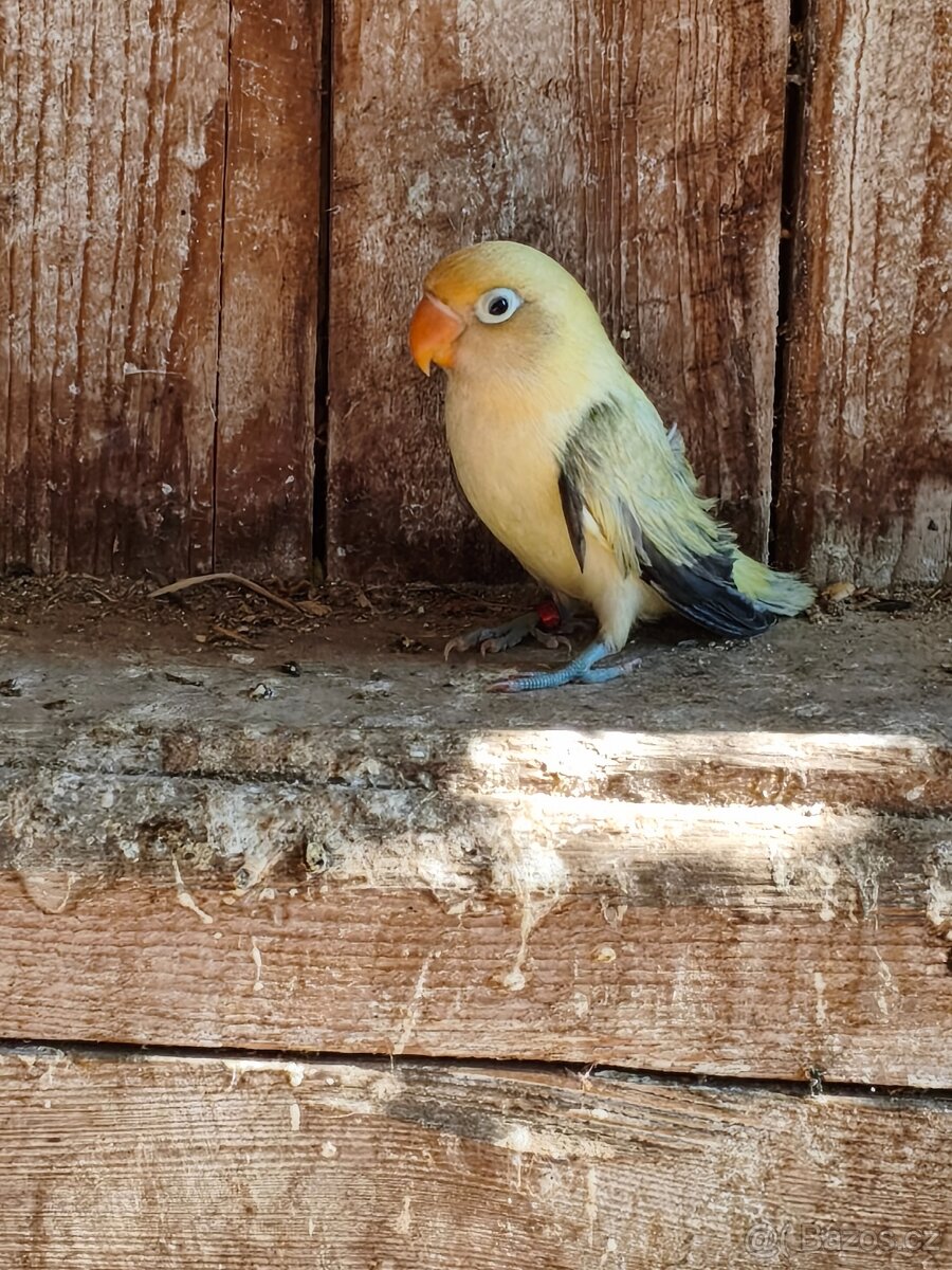 Agapornis fischeri - 5