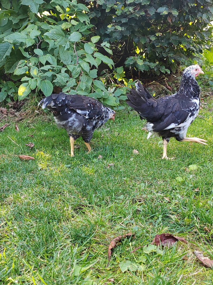 Kohouti - Švédská květina - 5