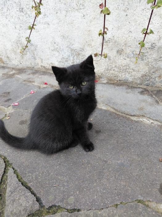 Pět čertíků z Vítkova - 5