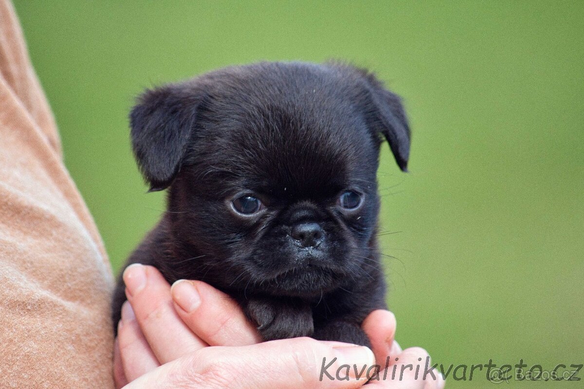 Brabantík s PP - pejsek - 5