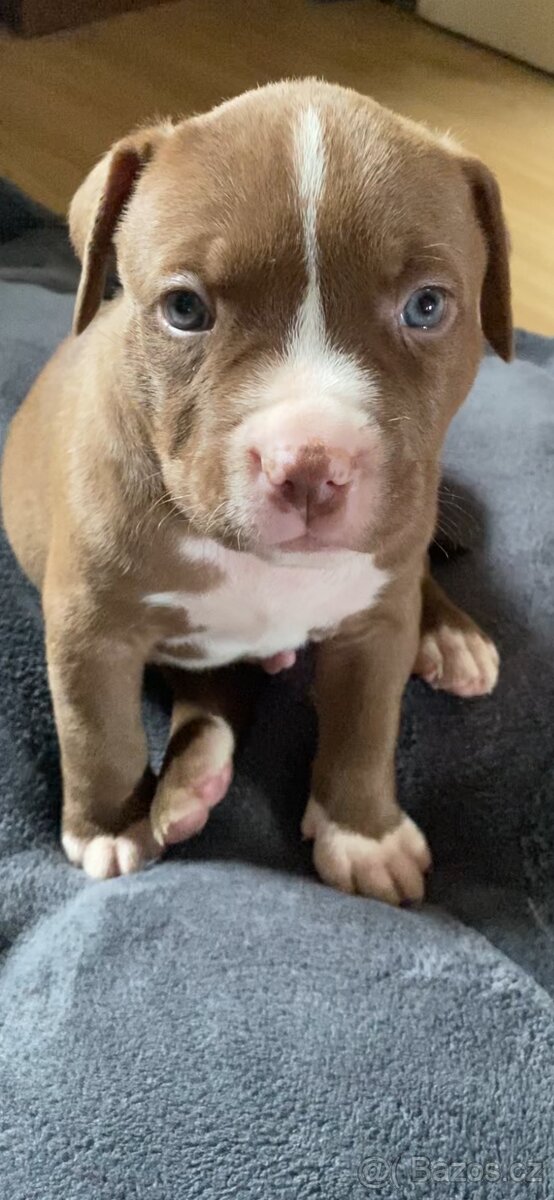 American Bully - 5