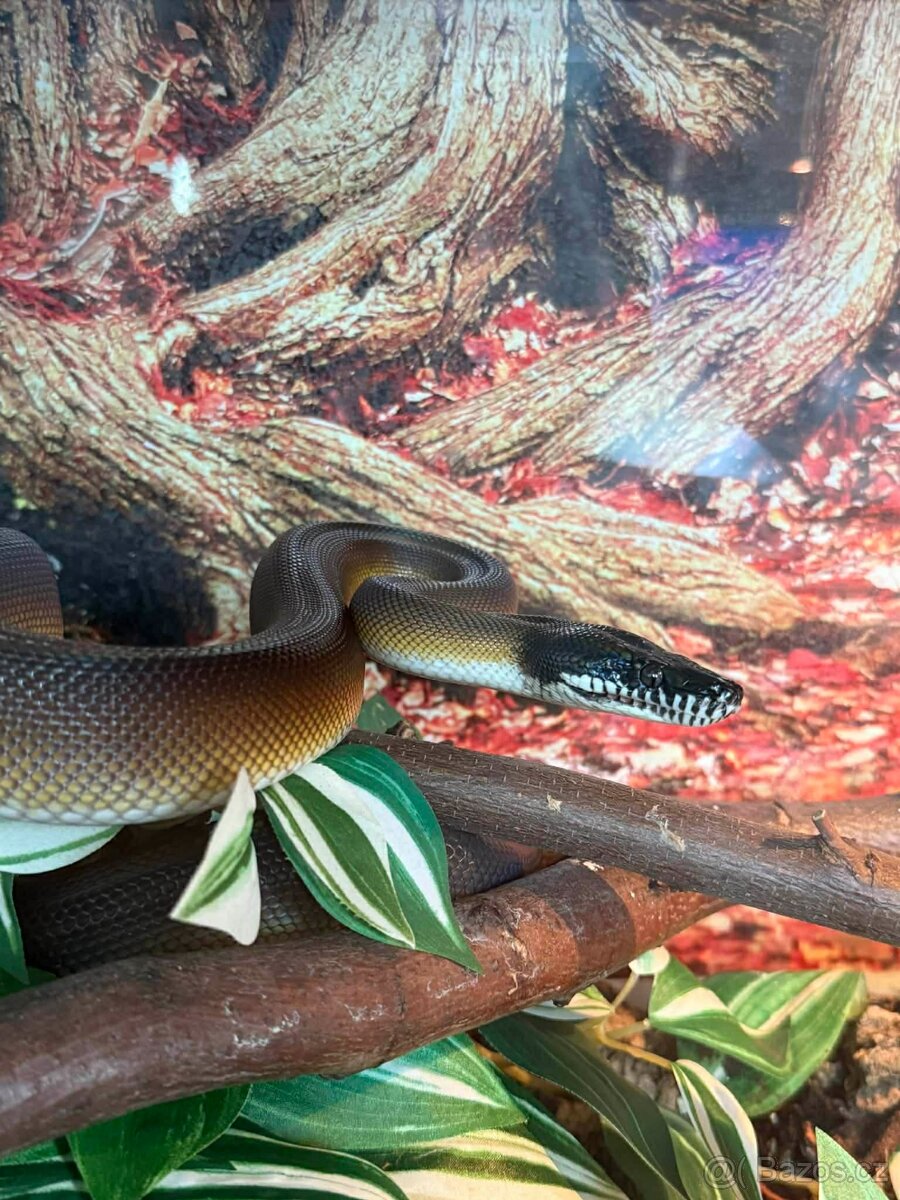 Prodám samce Leiopython albertisii - 5