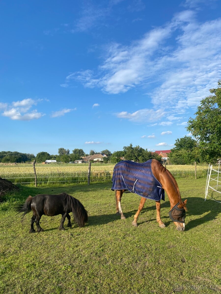 Docházka ke koním - 5