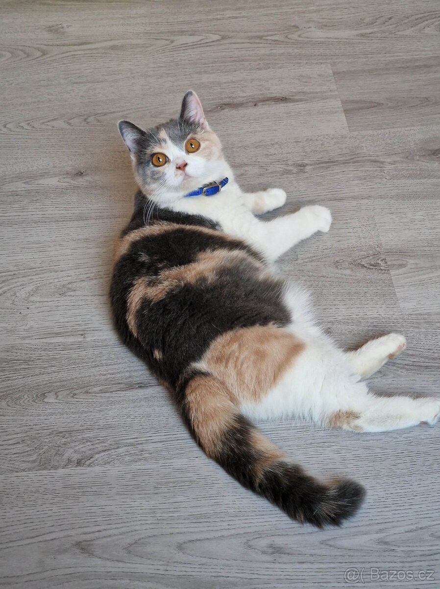 Britská koťata - 5
