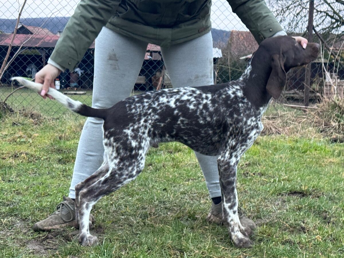 Německý ohař krátkostý - 5