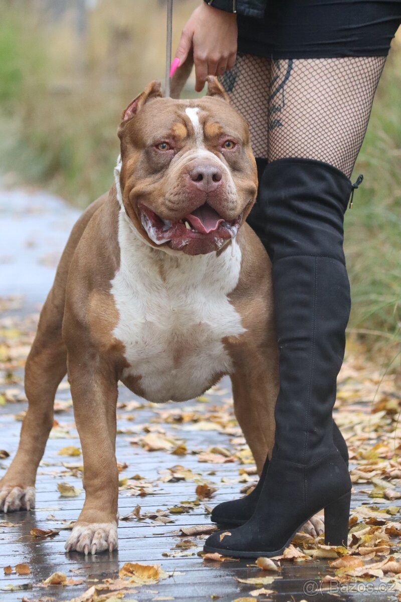 🔹 Krycí pes k dispozici – Ch Bossy's Trigger 🔹 - 5