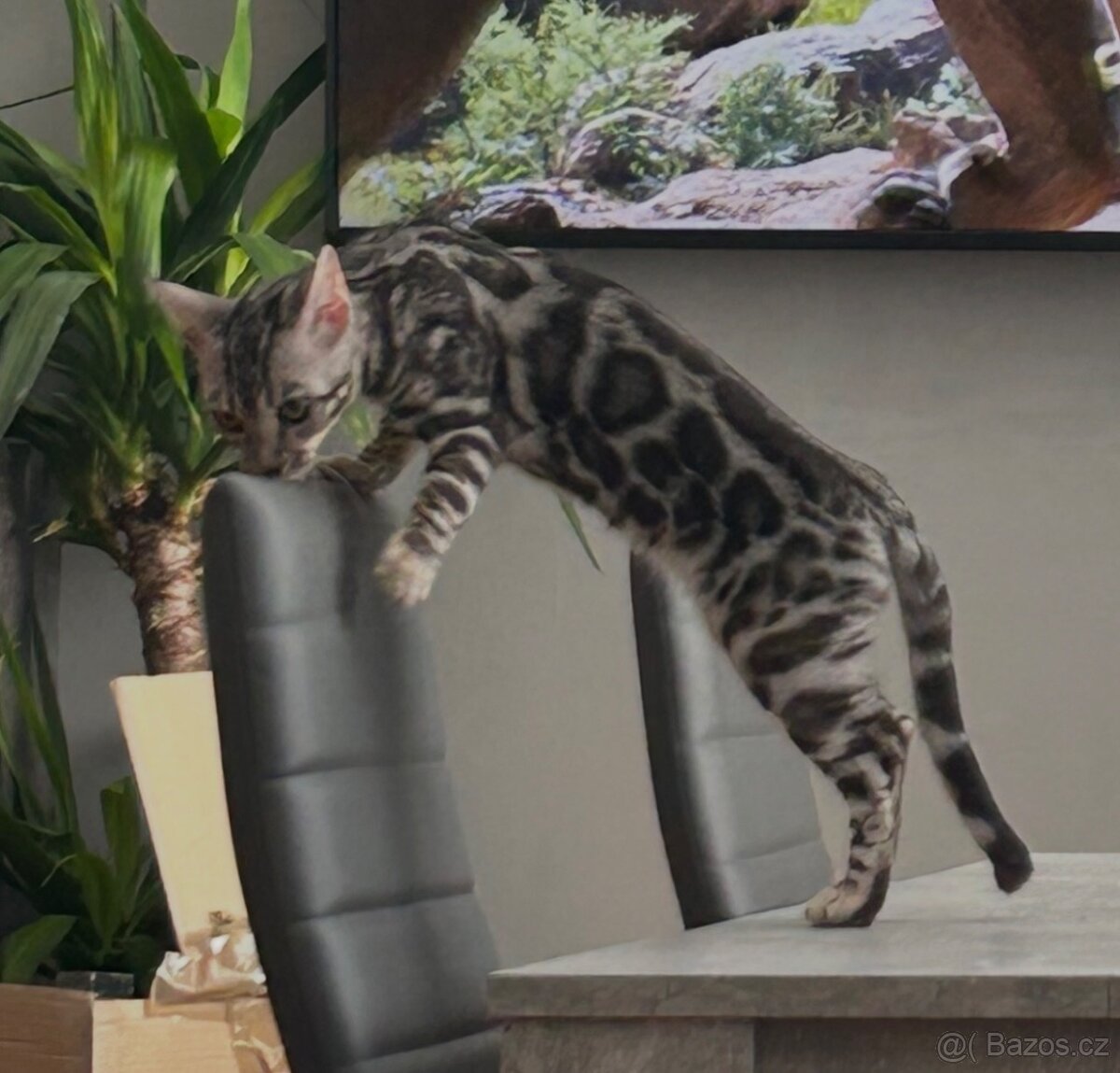 Bengálské kotě s PP - 5