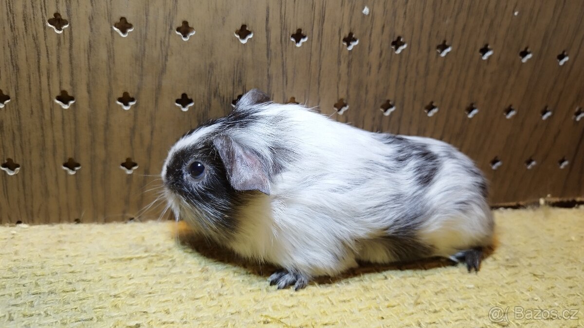 Morčata - morče dalmatin - 5