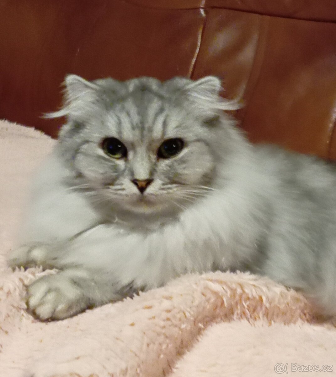 Kočička skotská klapouchá, necelý rok. - 5