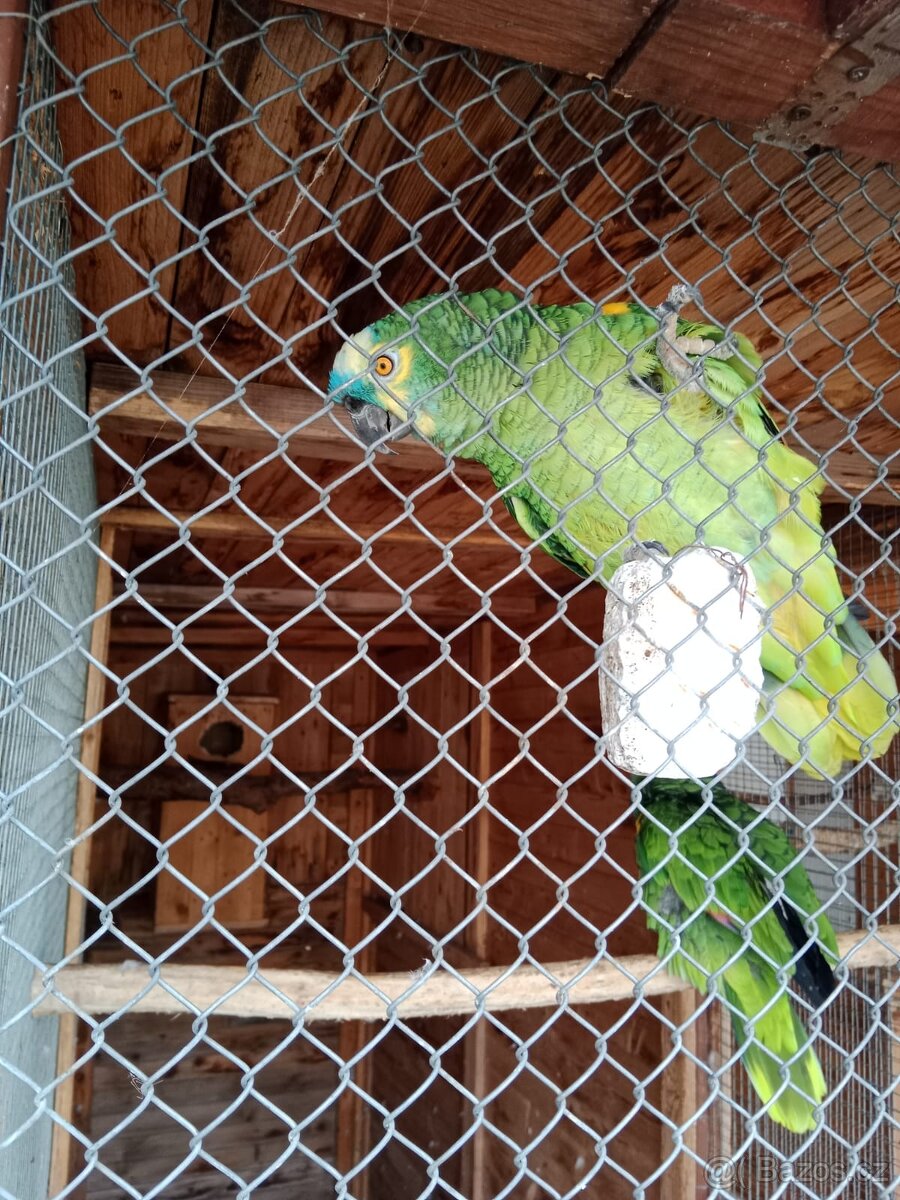 Amazoňan modročelý - 5