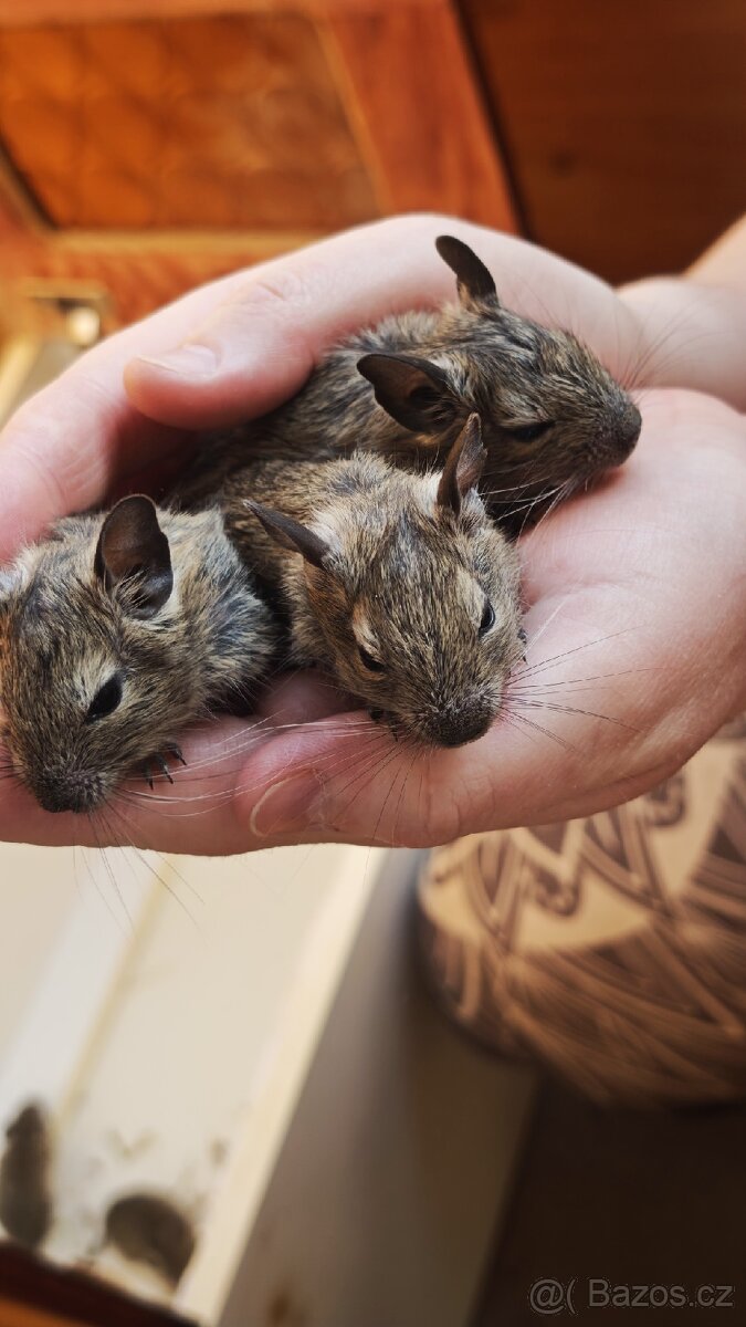 Prodám mláďata osmáků degu - 5