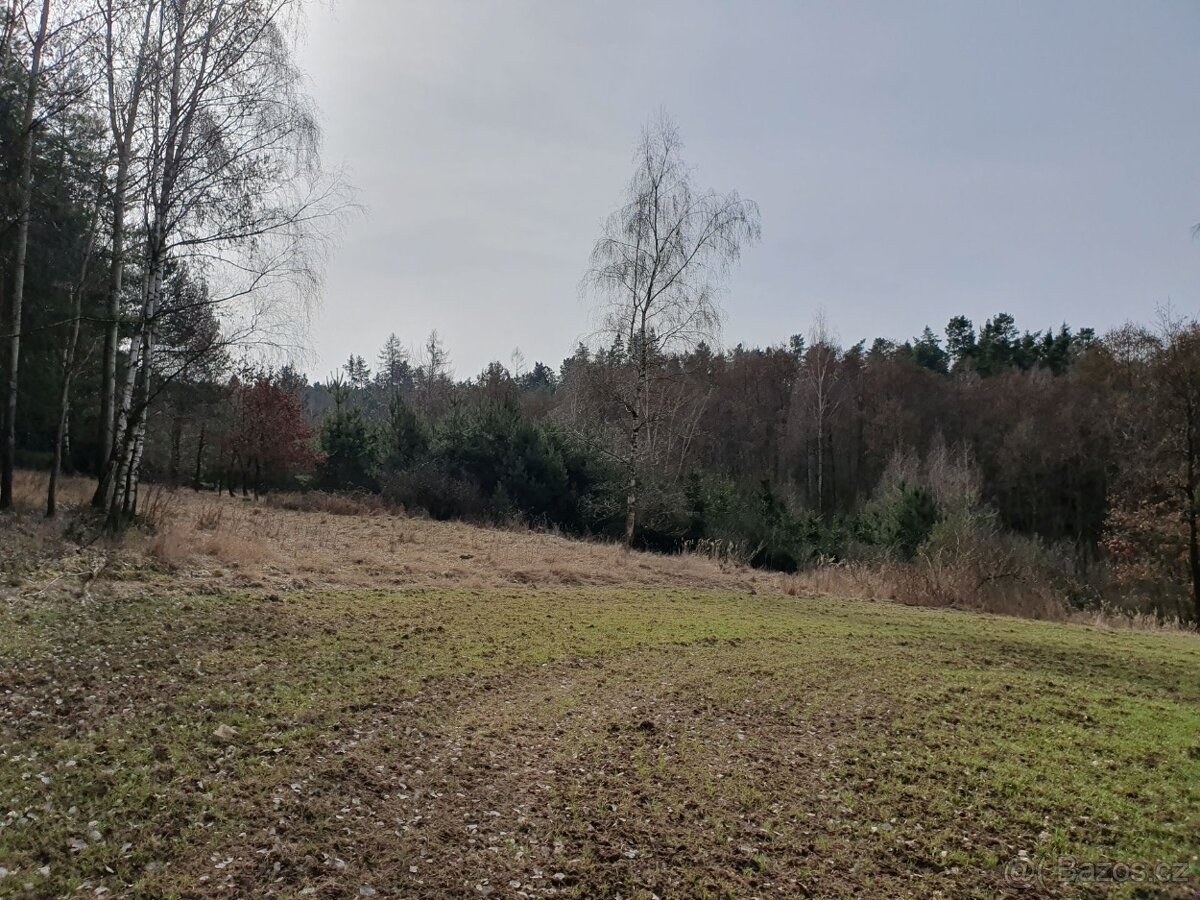 Les Losiná, okres Plzeň-jih - 5