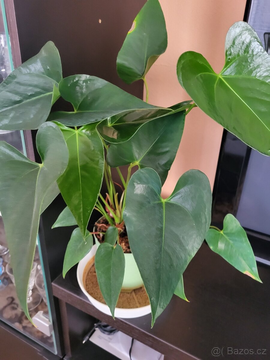 pokojové rostliny - 5