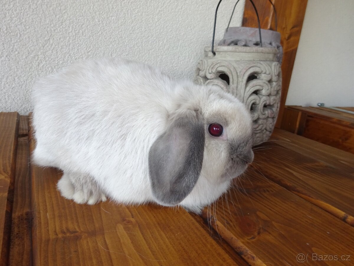 Minilop - samička - 5