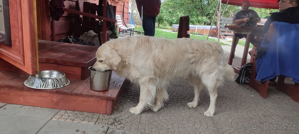 Zlatý retrivr - 5
