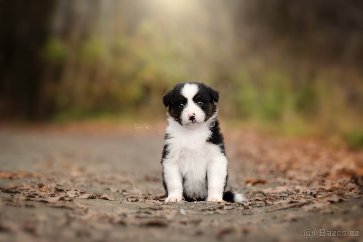 Australský ovčák - 5